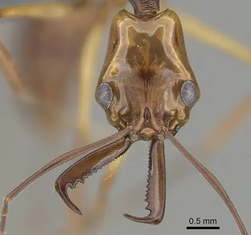 Anochetus testaceus - CASENT0729165