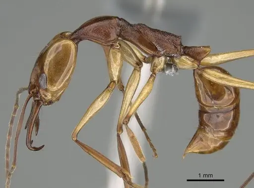 Anochetus testaceus - CASENT0729165