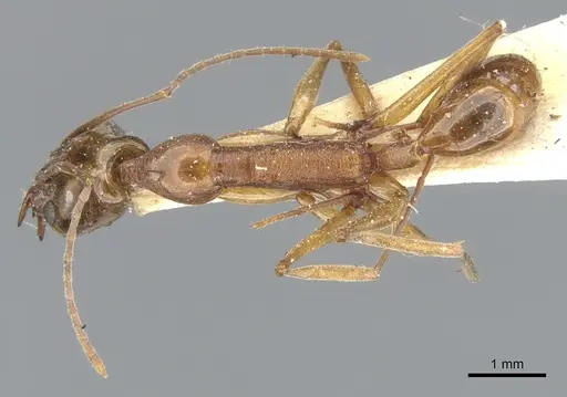 Anochetus testaceus - CASENT0902428