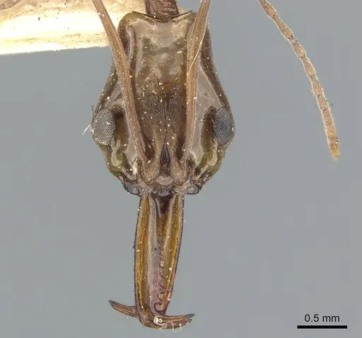 Anochetus testaceus - CASENT0902428