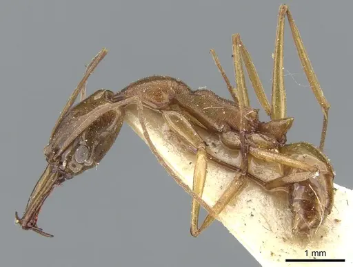 Anochetus testaceus - CASENT0902428