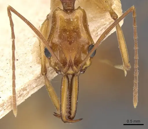 Anochetus testaceus - CASENT0907421