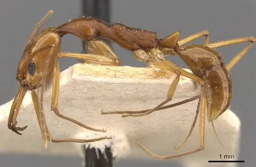 Anochetus testaceus - CASENT0907421