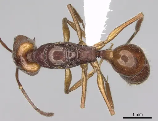 Anochetus traegaordhi specimen
