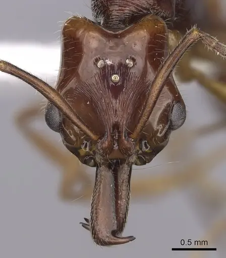 Anochetus traegaordhi specimen