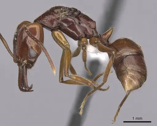 Anochetus traegaordhi specimen