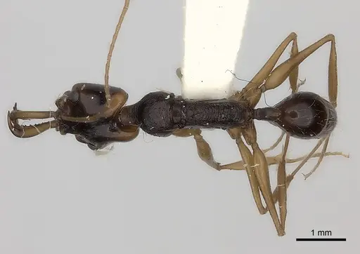 Anochetus tua specimen
