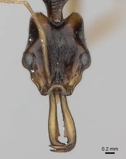 Anochetus tua specimen