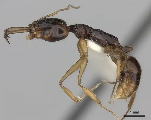 Anochetus tua specimen