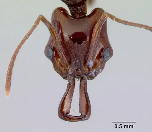 Anochetus turneri specimen