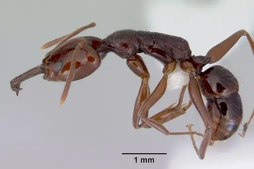 Anochetus turneri specimen