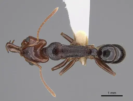 Anochetus turneri - CASENT0887808