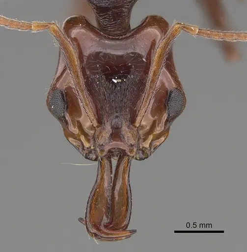 Anochetus turneri - CASENT0887808