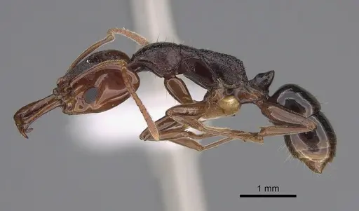 Anochetus turneri - CASENT0887808