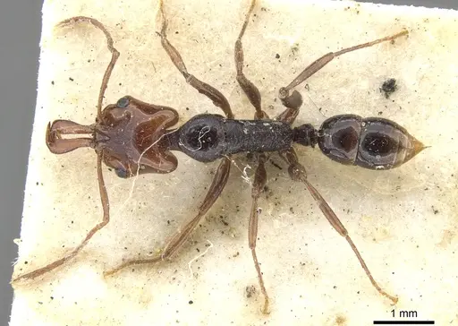 Anochetus turneri - CASENT0902450