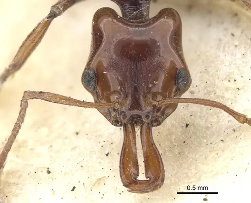 Anochetus turneri - CASENT0902450