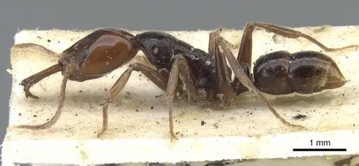 Anochetus turneri - CASENT0902450