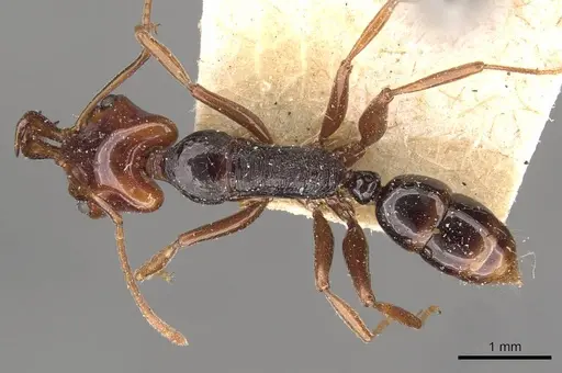 Anochetus turneri - CASENT0907415