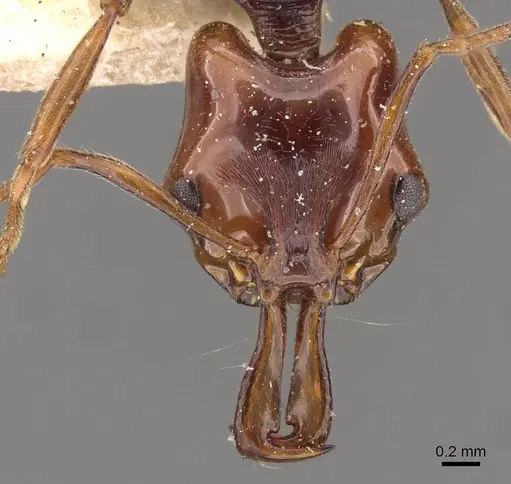 Anochetus turneri - CASENT0907415