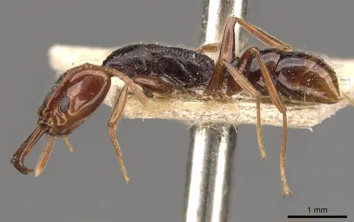 Anochetus turneri - CASENT0907415