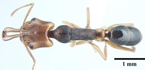 Anochetus validus specimen