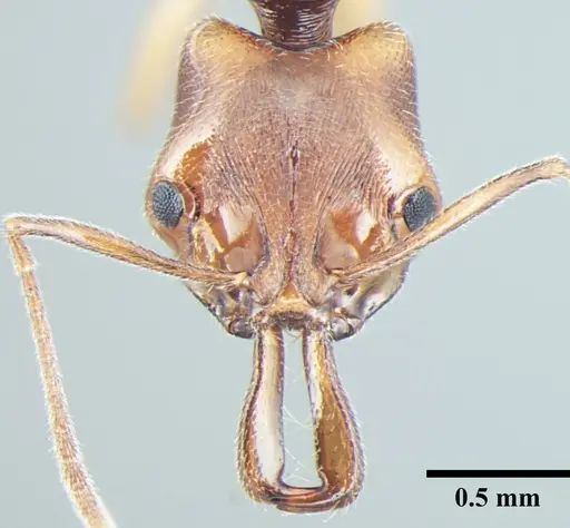 Anochetus validus specimen
