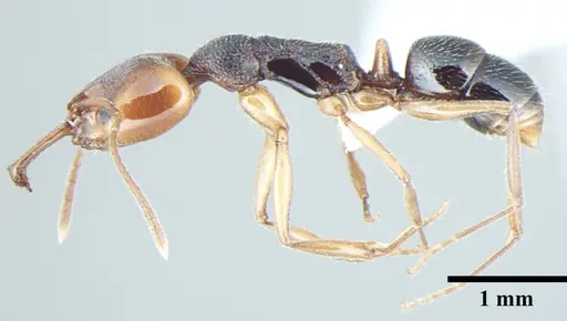 Anochetus validus specimen