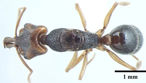 Anochetus validus - ANTWEB1008024