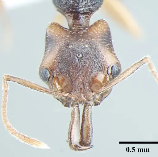 Anochetus validus - ANTWEB1008024