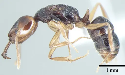 Anochetus validus - ANTWEB1008024
