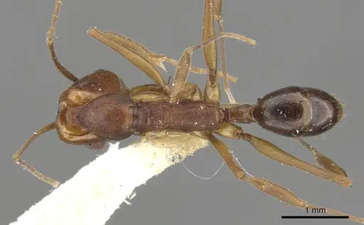 Anochetus vallensis specimen