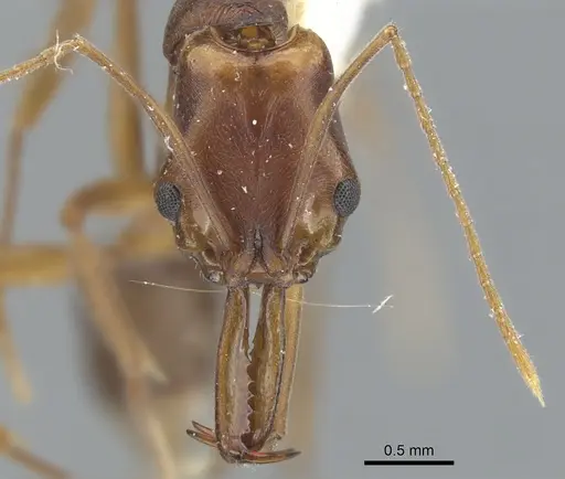 Anochetus vallensis specimen