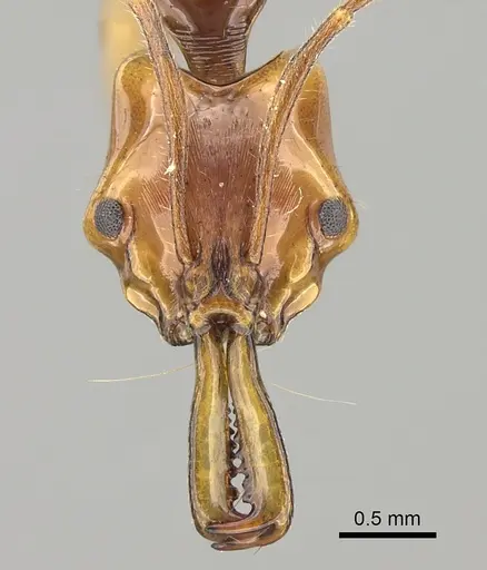 Anochetus variegatus specimen