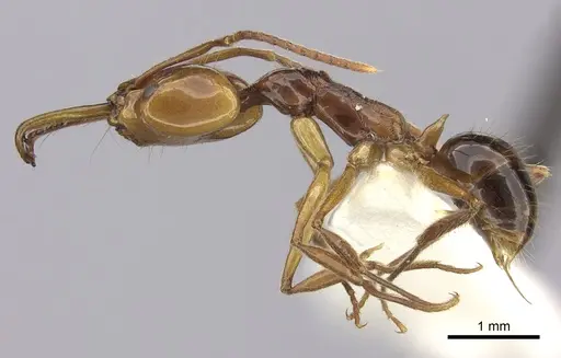 Anochetus variegatus specimen