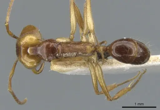 Anochetus variegatus - CASENT0902437