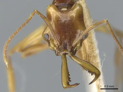 Anochetus variegatus - CASENT0902437