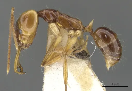 Anochetus variegatus - CASENT0902437