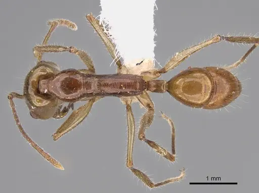 Anochetus veronicae specimen