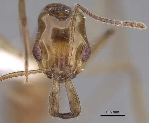 Anochetus veronicae specimen