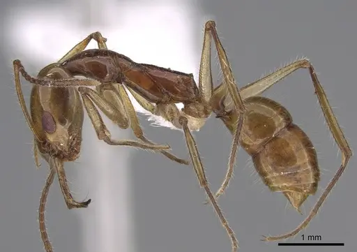 Anochetus veronicae specimen