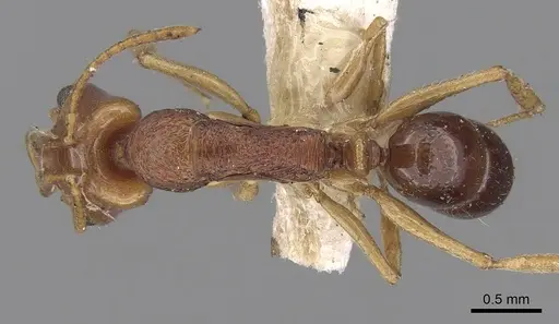 Anochetus yerburyi specimen