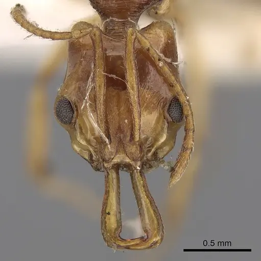 Anochetus yerburyi specimen
