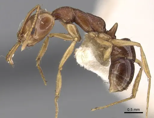 Anochetus yerburyi specimen