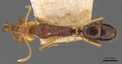 Anochetus yerburyi - CASENT0907416