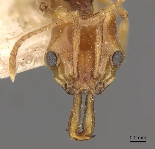 Anochetus yerburyi - CASENT0907416