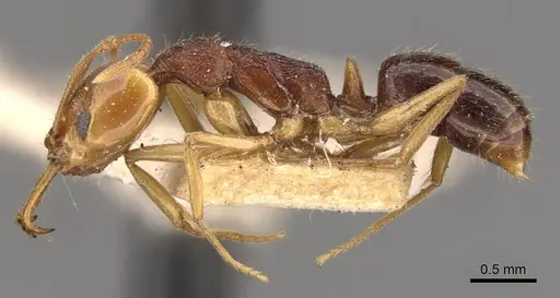 Anochetus yerburyi - CASENT0907416