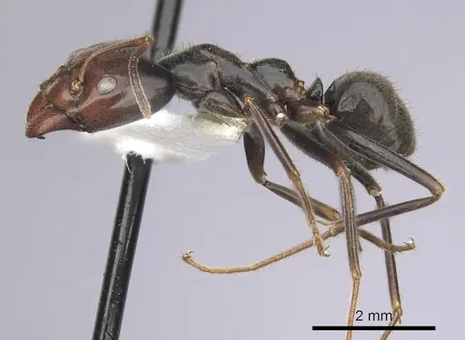 Anonychomyrma anguliceps specimen