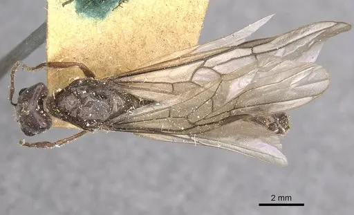 Anonychomyrma anguliceps - CASENT0909502