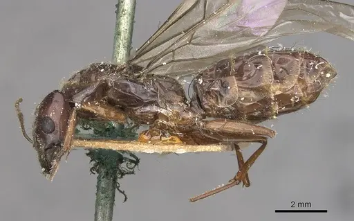 Anonychomyrma anguliceps - CASENT0909502