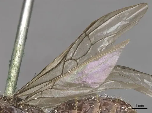 Anonychomyrma anguliceps - CASENT0909502